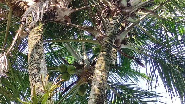 Pohon Kelapa Bercabang 8 di Pacitan Diburu untuk Obat-Ditawar Belasan Juta 