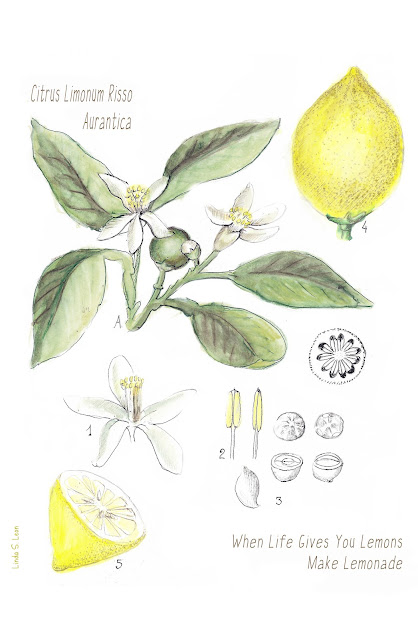 Citrus Limonum Risso, (Lemon aid) - Botanical drawing, watercolor and ink by Linda S. Leon for https://tussendelijntjes.blogspot.com/