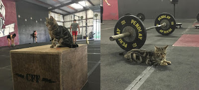 Un gato va todos los días al gimnasio para motivar a los miembros
