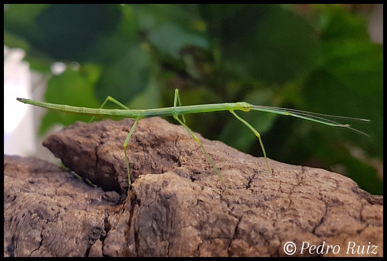 Ninfa macho L3 de Lonchodiodes sp. "Ilocos", 3,8 cm de longitud