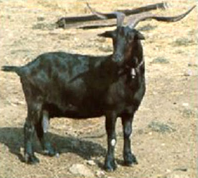 Verata goat breed
