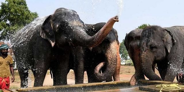 ದೇವರ ನಾಡಲ್ಲಿ ಗಜರಾಜನಿಗೆ ಪುನರ್ವಸತಿ ಕೇಂದ್ರ: ಆನೆಗಳಿಗೆ ಮಾರ್ನಿಂಗ್ ವಾಕ್ ಮತ್ತು ಉತ್ಕೃಷ್ಟ ಆಹಾರ