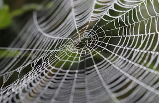 A new discovery a protein in spider webs may help treat cancer  The American Conversation website published a report stating that spider silk may one day be used in the treatment of cancer.  The report explains that there is a protein called "P53" that plays a key role in the body's immune response to cancer, and therefore it is an interesting target for treating the disease, and our bodies depend on this protein to prevent cancer cells from growing and dividing uncontrollably.  Scientists call this protein the "guardian of the genome", because it can stop cells with damaged DNA from turning into cancerous cells, and essentially shutting down the cell if it detects any damage that may cause the cells to grow into tumors.  An appropriate method of treatment In up to 60% of all cancers, B53 is missing or damaged, making this marker the most common among human cancers, so inserting this healthy protein into cancer cells would be an appropriate way to treat the disease.  This method is trickier than it sounds because this protein is bulky and flexible, which means our cells don't produce large amounts of it, it can easily clump together and stop working, and is quickly broken down once it's made.  To find a possible solution to this problem, the scientists looked at how nature deals with similar proteins, only to discover unexpectedly that the proteins that spiders spin in silk are somewhat similar to the protein "B53", which is also large, flexible and can easily clump together.  However, unlike B53, it is covered with a small compact fragment called dominin, which is very stable and can be easily synthesized by the cellular protein production machinery.  In a recently published study, scientists linked a small section of the spider silk protein (Domain) to the human B53 protein, and when they inserted this "fusion protein" into cells in the laboratory, they found that it produced it in very large quantities.  stronger response To test whether the spider silk protein B53 was active, they placed it in cancer cells that contained so-called "reporter genes", which cause the cell to light up if the protein turns on genes that make the cell stop growing.  The fusion protein gave a stronger response than the normal B53 protein, meaning that in principle, spider silk "domain" could be used to increase the protein's ability to shut down cancer cells.  What then? None of the scientists' findings so far amount to a new cancer treatment, but they do open up new possibilities, as they can use this knowledge to design new protein domains that make B53 less flexible and easier to produce.  If they deliver the genetic 'blueprint' for how B53 is made in cells, modified spider silk 'domains' can be embedded to increase the cells' ability to make the protein.  As next steps, scientists will test the ability of healthy human cells to tolerate spider silk proteins, and whether this addition extends the life of the B53 protein inside cells.