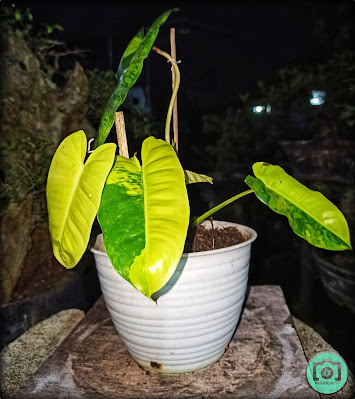 Philodendron