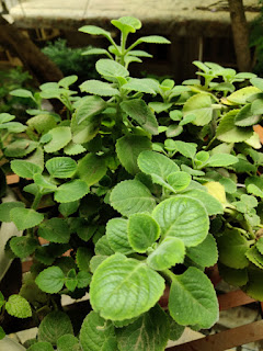 Mexican Mint hd image download