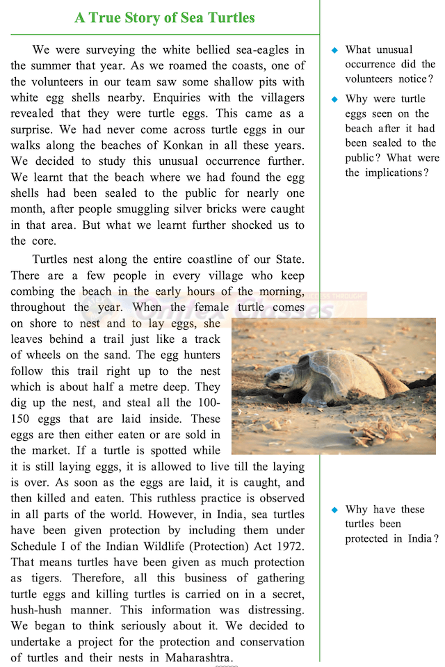 Chapter 2: A True Story of Sea Turtles