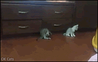 Funny Kitten GIF • Epic Kitten wrestling 'You scared me Bro, so I'm gonna bunny-kick your face!' [ok-cats-gifs.com]