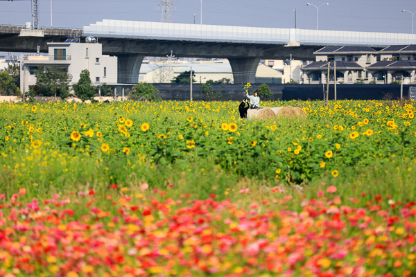 台中霧峰亞大醫院福新路花海，百日草、向日葵、波斯菊一次滿足