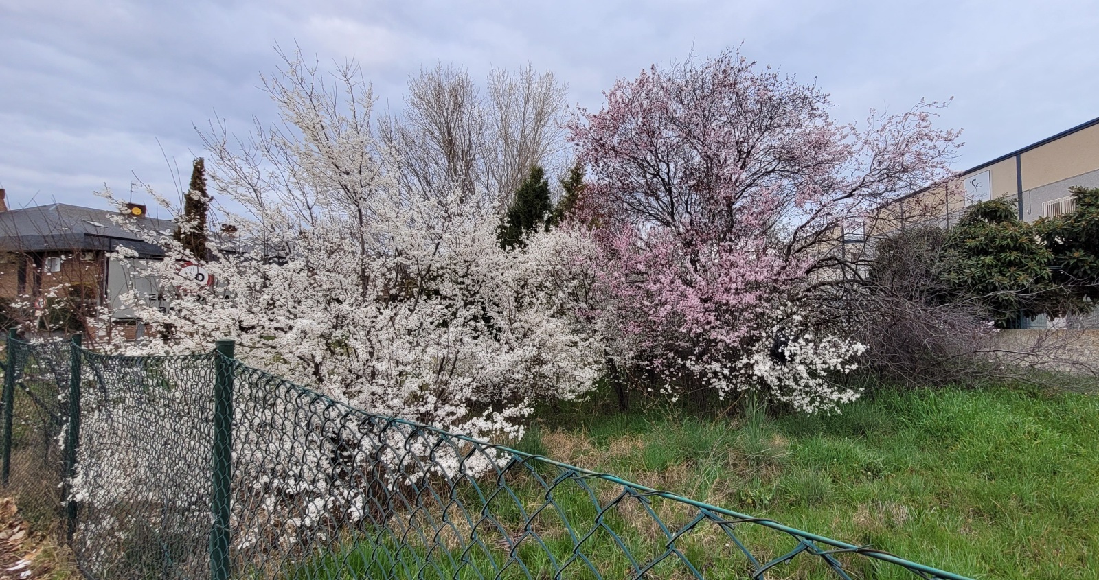 De lo perdido, aprovecha lo que puedas, soladori de prunus cerasifera AVvXsEgdlciwSt6RXjXaaeImkuj5Ko7o8-XBiAeH97Zm2bnZWxEbIzKJSza4DEZfhbUtc1aSNBTheSOfXxZcHznzFA0ecEEmJ1tkwpuUUgVCVw-cx0VAS6DJf0Wih4dde26YPQHyMlrkDbq8b3pGKNQwaymExuZNVaaCg6t1fC7uBS_MD3IKzA4r_S1DHrIzNg=s1600