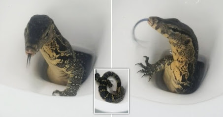 Turista británico aturdido después de que enorme lagarto saliera de su baño en Tailandia