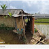 Masha Allah, Punya Sawah Hektaran, Kakek Ini Pilih Hidup Sederhana di Gubuk Reot