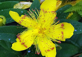 St john's Wort Benefits 