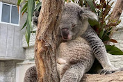 inilah hewan yang suka tidur di pohon hingga 20 jam