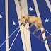 Vídeo: circo é notificado por usar cachorro pulando do alto de escada suspensa; confira