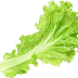 Salad Lettuce Transparent Image