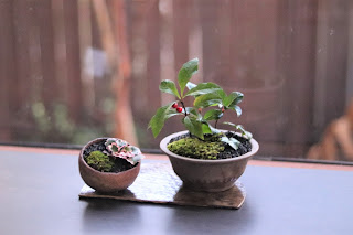 小さな鉢二つに植えられた山野草盆栽