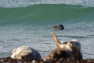 Wildlifefotografie Helgoland Düne Robben Kegelrobbe