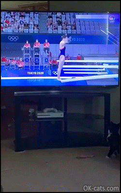 Funny Cat GIF • Amazing cat tried to catch the falling olympic diver [ok-cats.com]