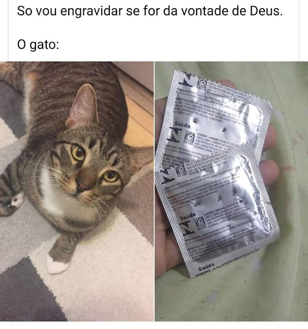 70 memes para quem ama gatos