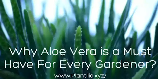 Reasons Why Aloe vera Is A Must Have Houseplant