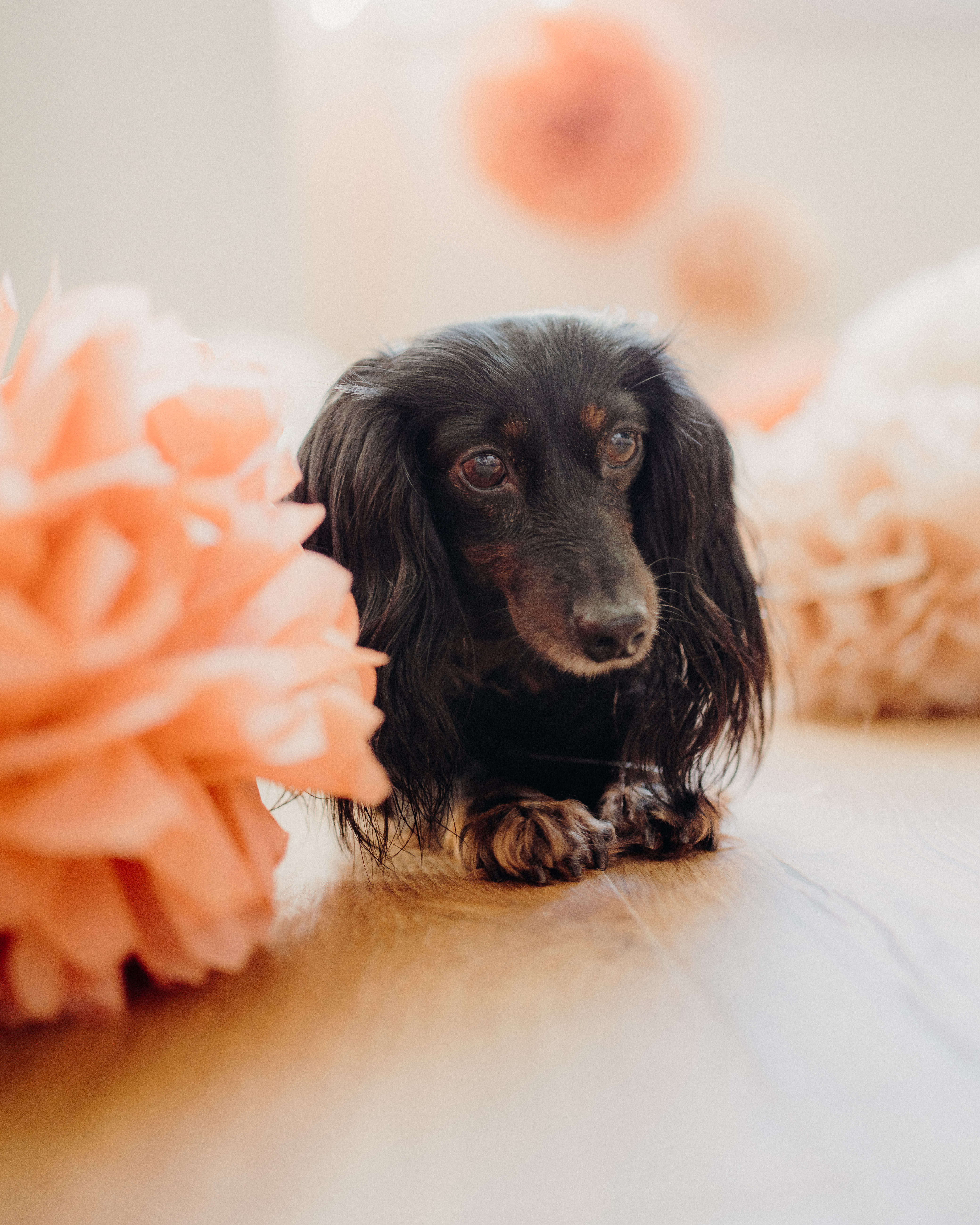 Dachshund Birthday Photo Shoot Flower Pom Poms liquid grain