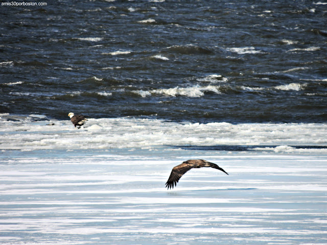 Aves de New Hampshire: Águilas