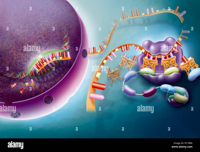 An image representing the mechanism of protein synthesis
