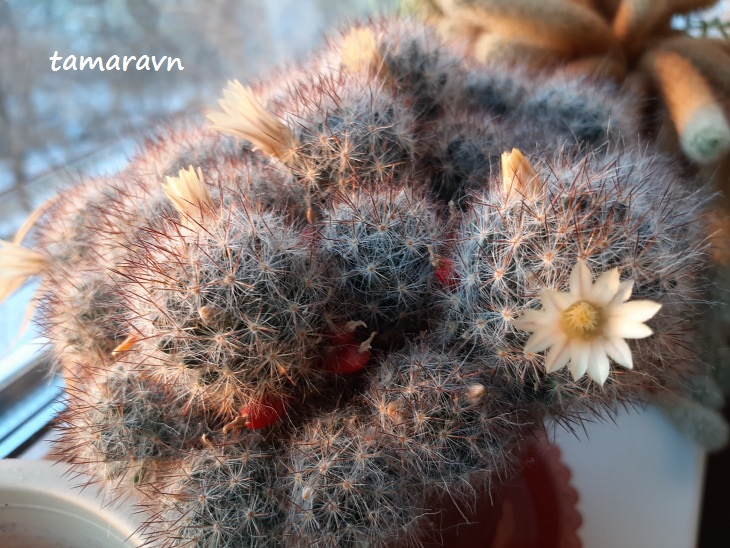 Маммиллярия побегоносная (Mammillaria prolifera)