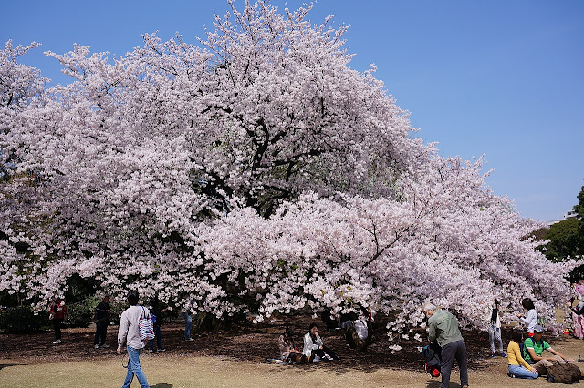 Вишня эдоская (Prunus x yedoensis, =Cerasus x yedoensis)