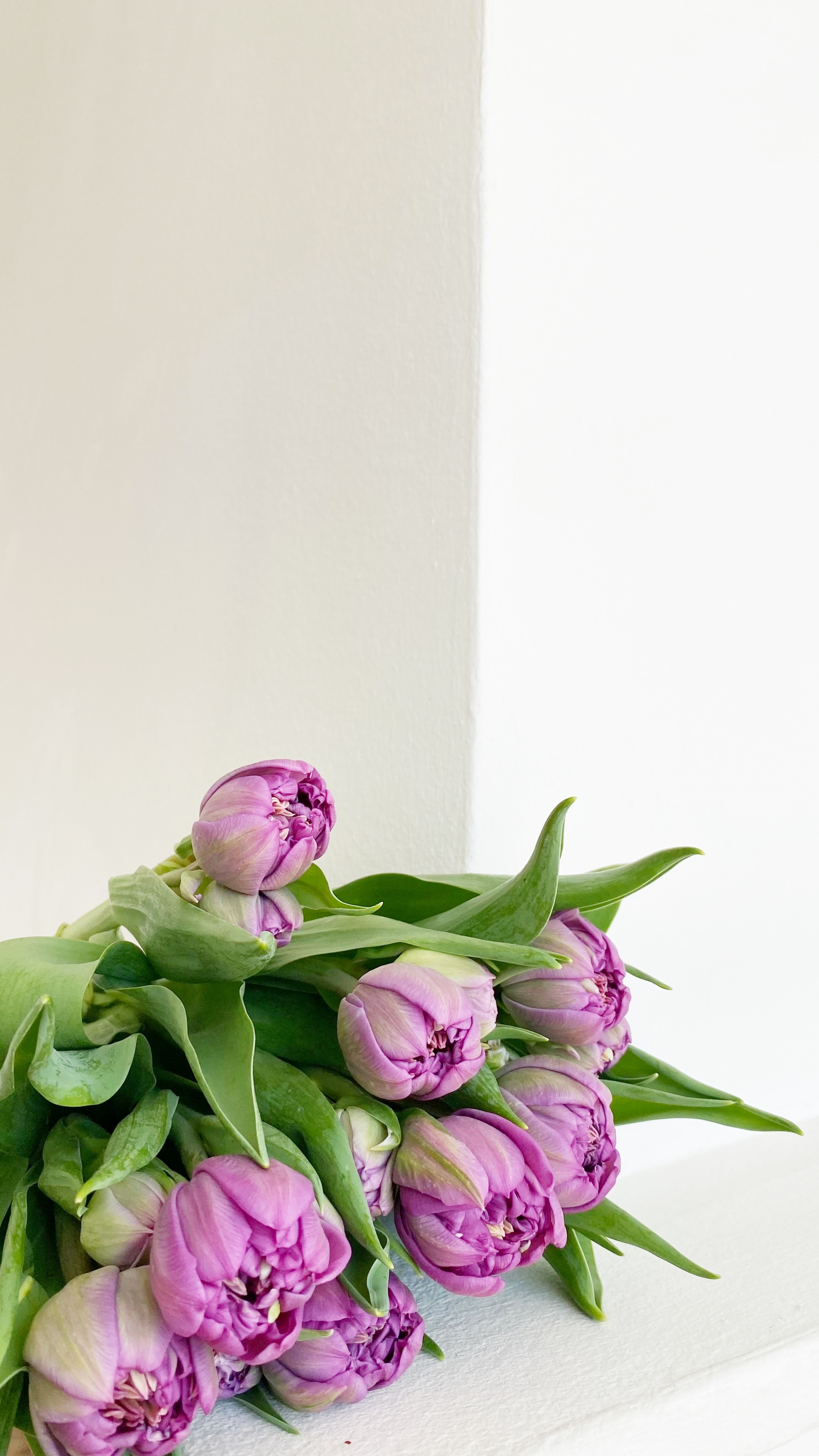 10 curiosidades sobre los tulipanes que os encantará saber