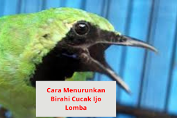 Cara Menurunkan Birahi Cucak Ijo Lomba