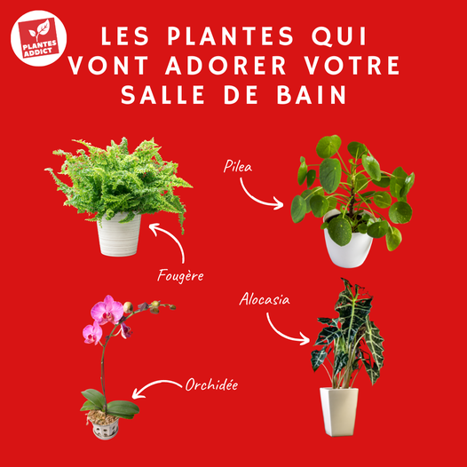 plantes pour votre salle de Bain