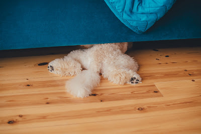 A fluffy dog disappearing under the sofa