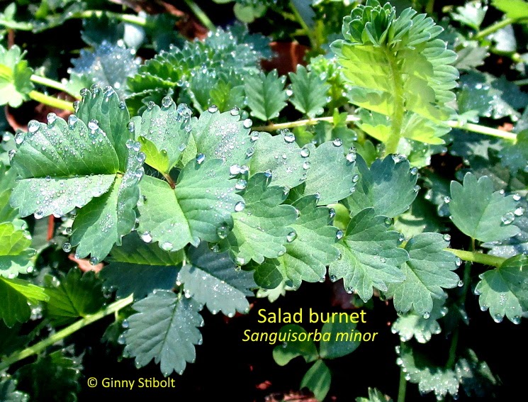 Salad Burnet Plants For Sale, Songuisorba Minor