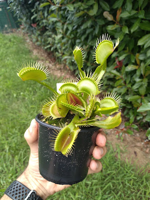 DCXL Venus Flytrap in Australia