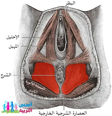 التشنج المهبلي بداية الزواج أو ضيق المهبل