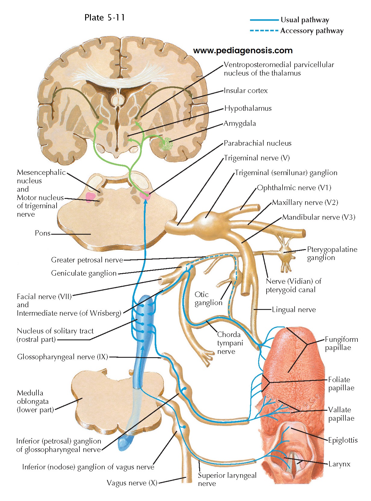 Taste and Other Visceral Sensory Inputs to the Hypothalamus