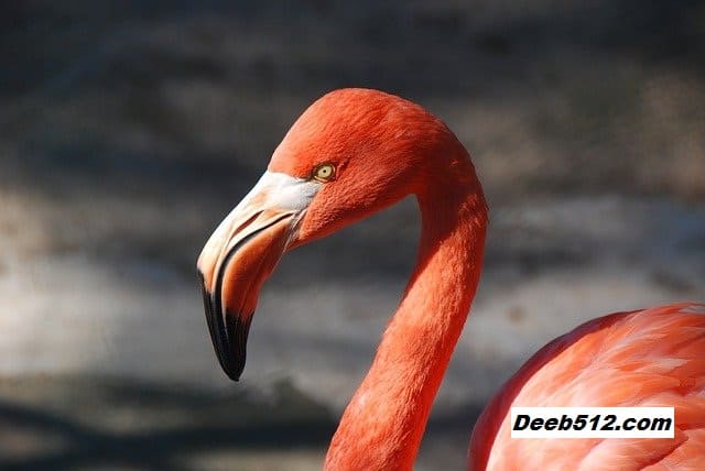 Baby Flamingos