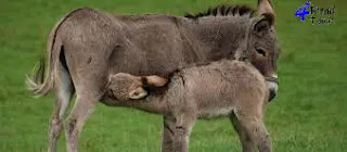 Information about donkeys Learn about the donkey animal with pictures