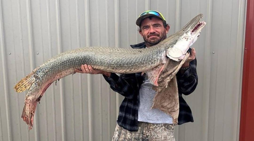 ‘Fóssil vivo’, peixe-jacaré capturado no Kansas não deveria estar naquele lugar