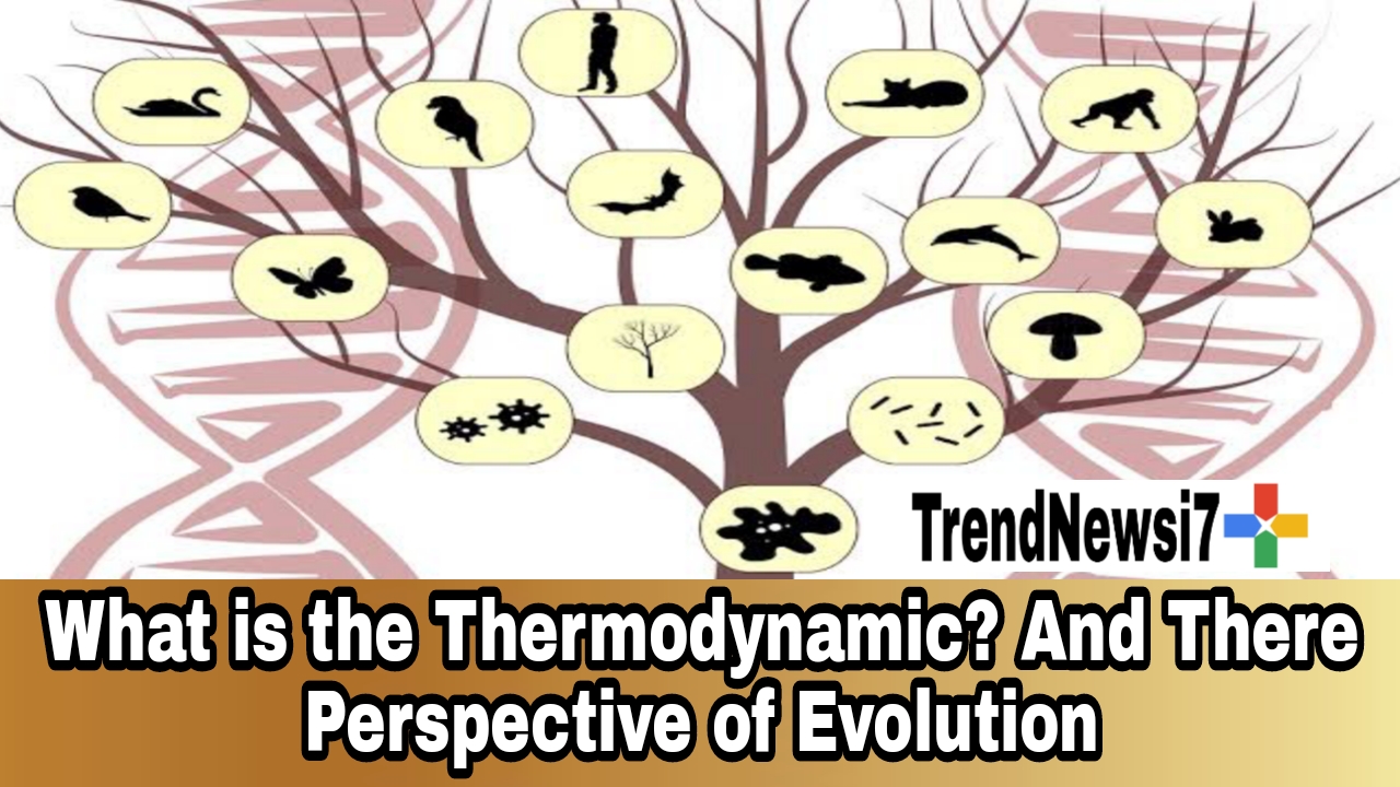 What is the Thermodynamic? And There Perspective of Evolution