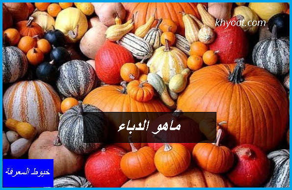 ماهو الدباء