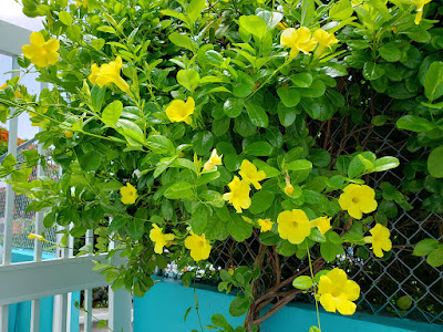 flowers y gate