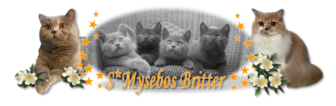 Mysebos Britter