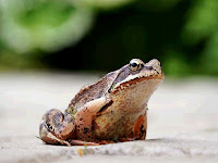 Frog Ranidae garden сад tree дерево plant цветок flower растение grow выращивание vegetable огород многолетние fruit seeds grass семена berry growing landscaping трава planting gardening perennial посадка cultivation shrub фрукт ягода куст озеленение многолетник овощеводство садоводство