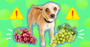 Why Can't Dogs Eat Grapes