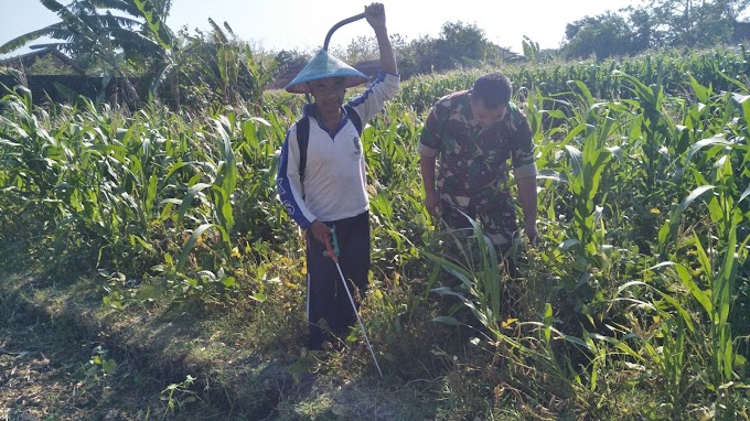 Pendampingan Petani Jagung, Upaya Babinsa Kodim 0802/Ponorogo Tingkatkan Produksi Pangan 