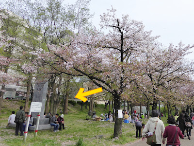 桜之宮公園 桜のお花見シーズン 都島由来記