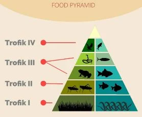 Keseimbangan Piramida Makanan Dalam Ekosistem