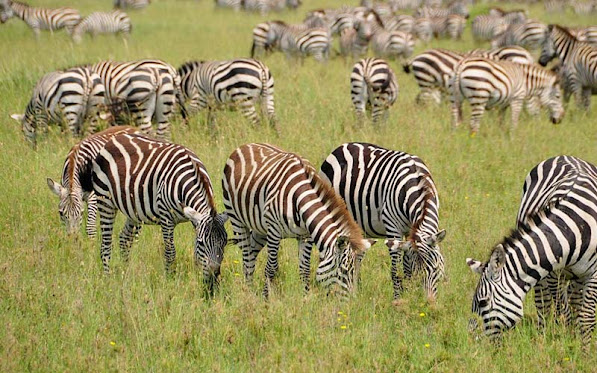 Tailor made Kenya safaris